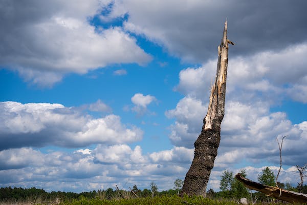 What to ask a tree removal company