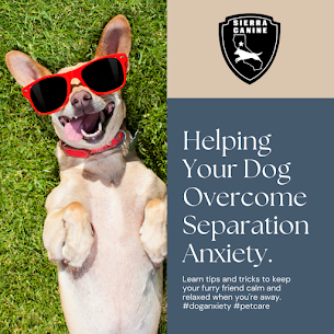 Signs Your Dog Has Separation Anxiety and Tips to Help Them Overcome It