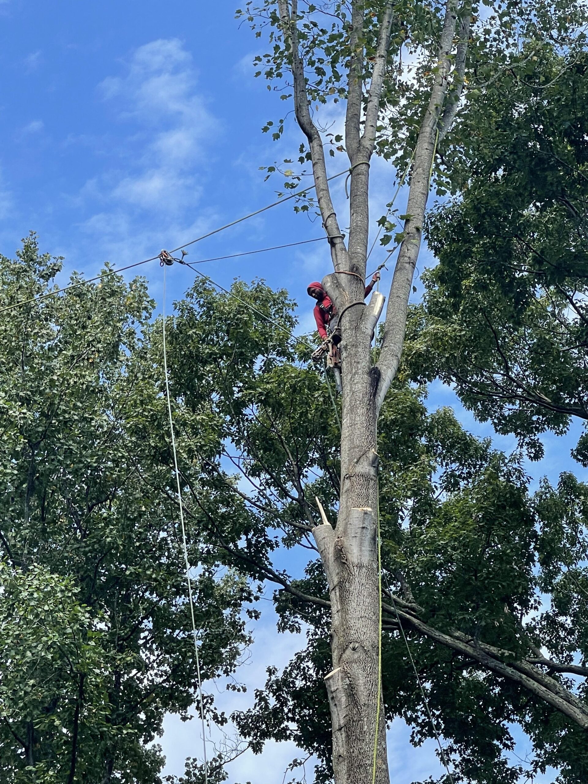 Mastering Tree Removal: A Comprehensive Guide for Tree Care in Fairfax